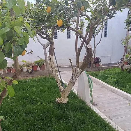 Ginjals-67 * Almargem